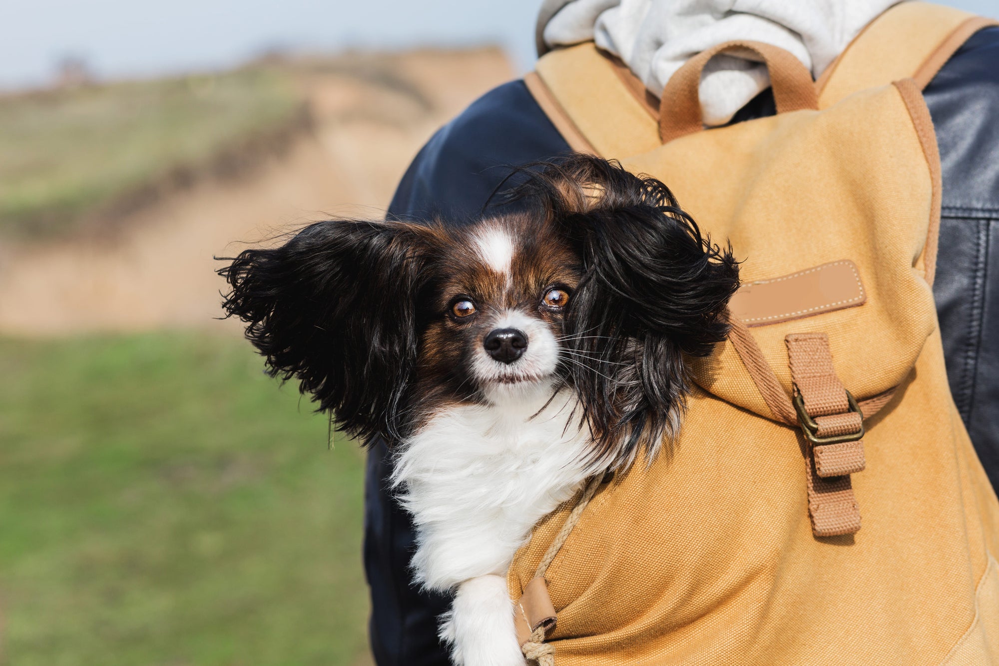 Cosy Carriers фоновое изображение